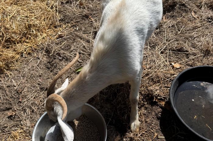 goat eats from bowl