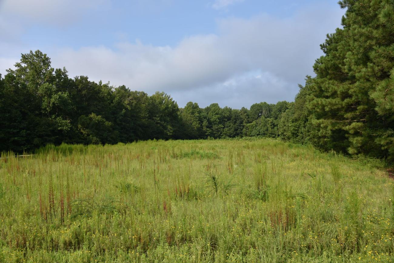 sunny meadow surrounded by trees