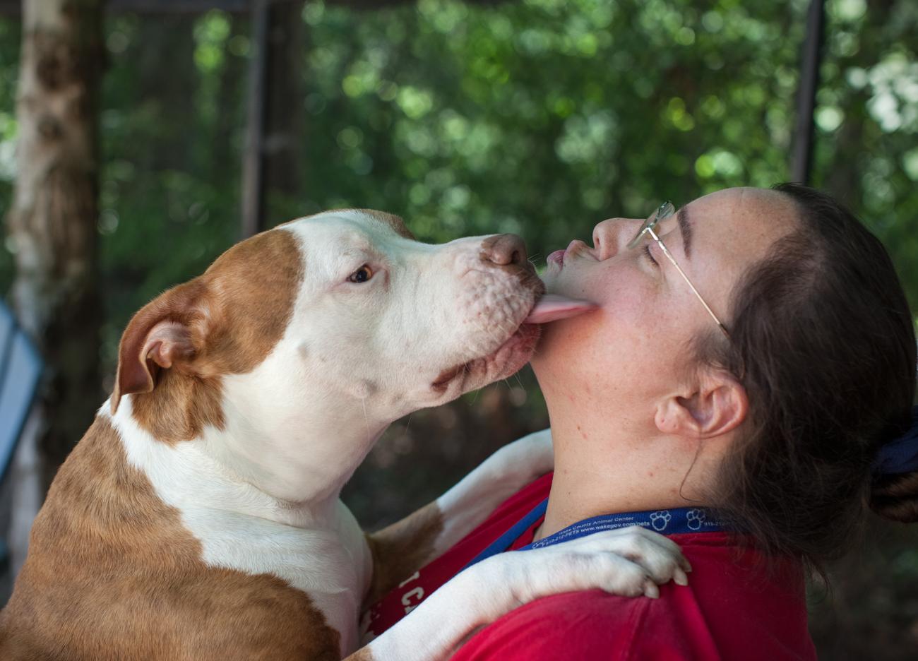 Dog kissing person