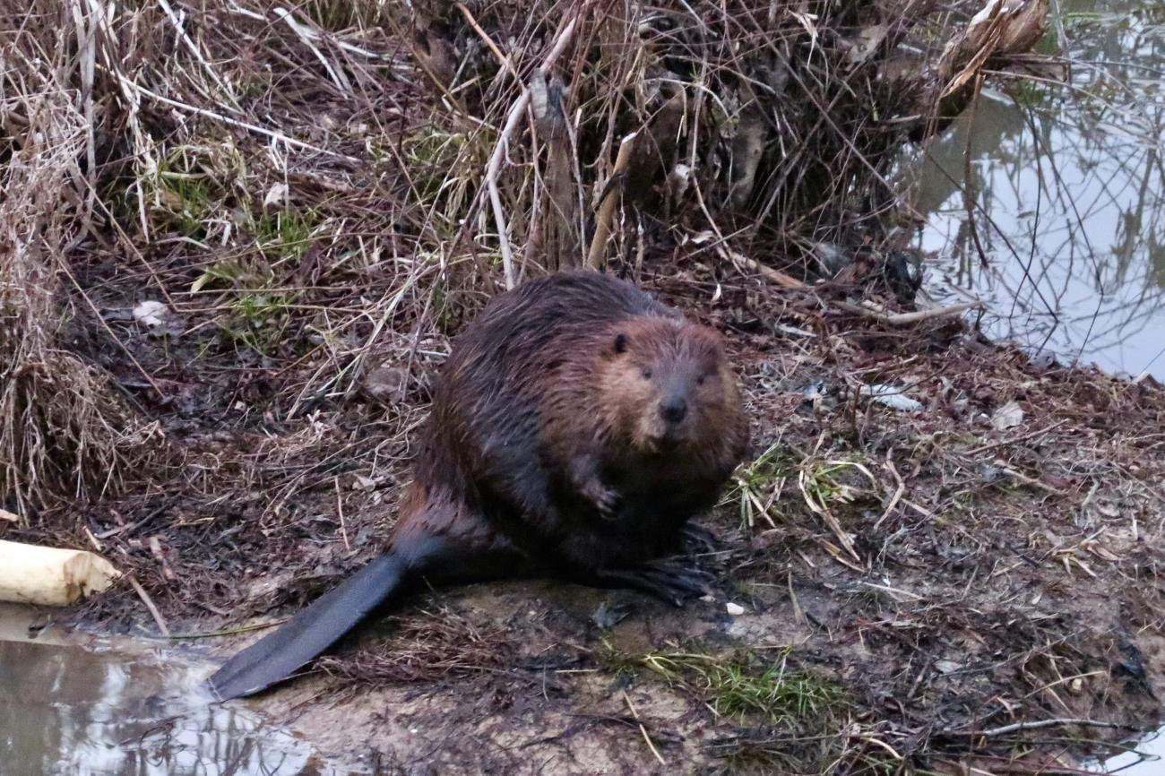 Photo of an American Beaver in the shoreline in the Beaver Creek wetland area along the American Tobacco Trail