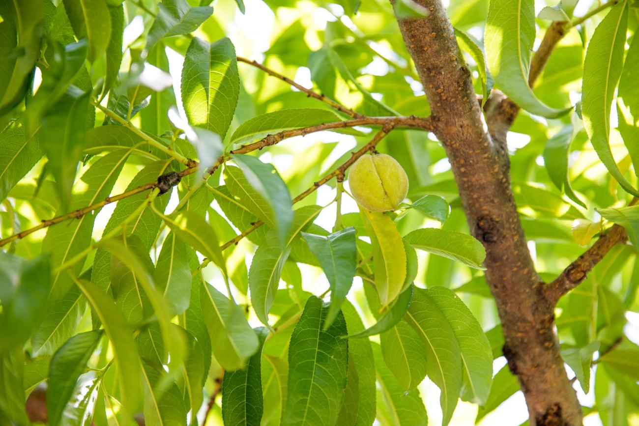 close up picture of a tree in the Oak View Fruit Orchard