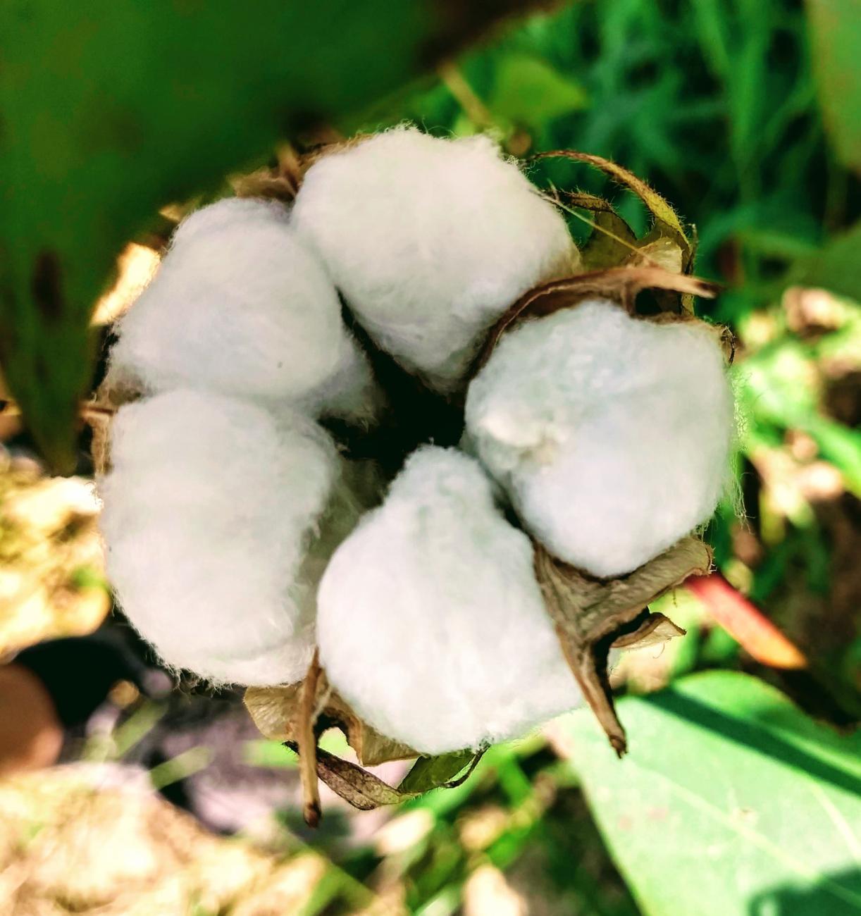 close up picture of a cotton boll