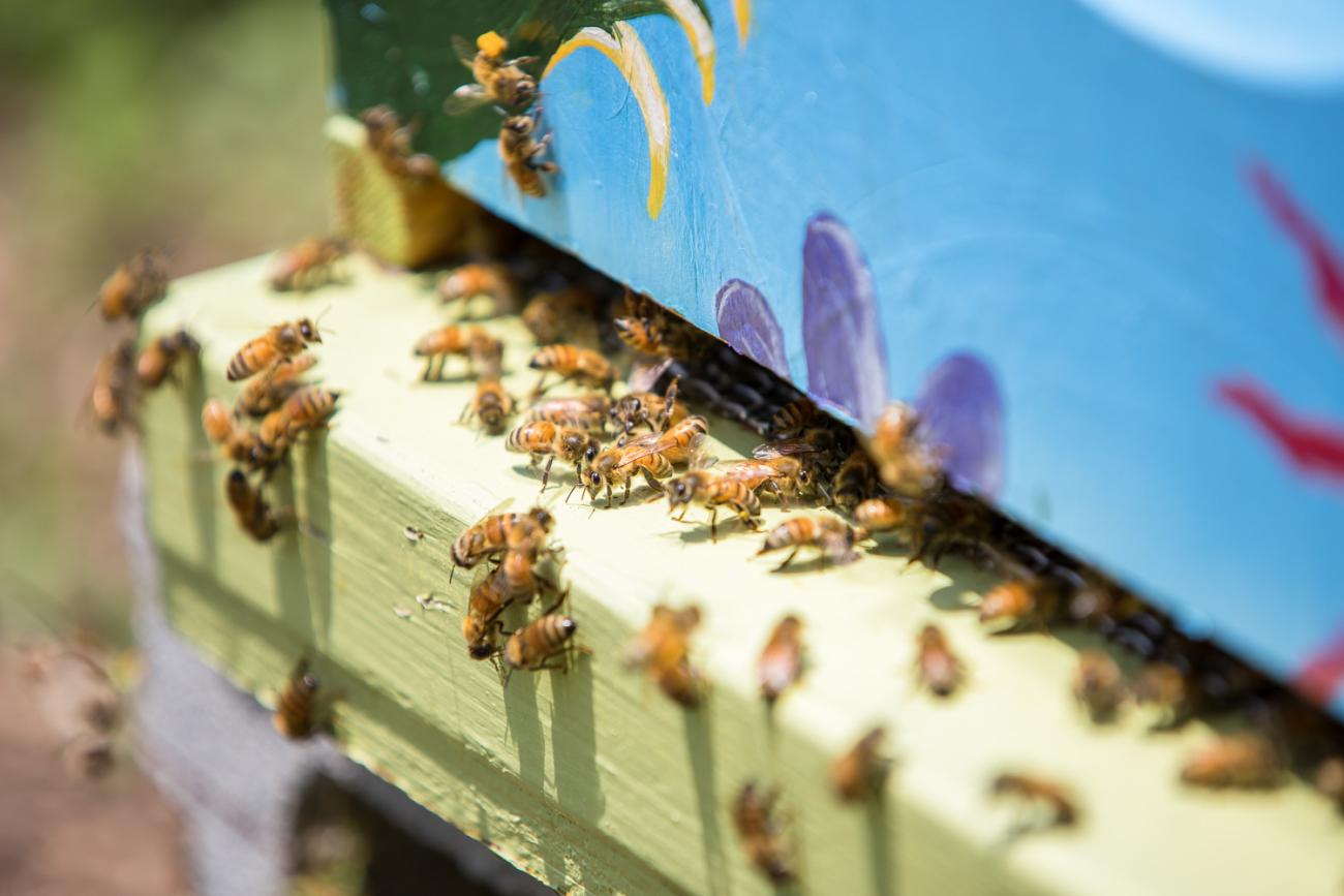 close up on beehives at Oak View