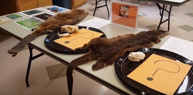 animal pelts and trays with folders with questions marks