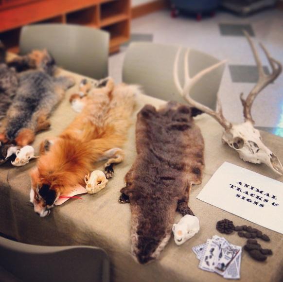 animal pelts and skulls on table