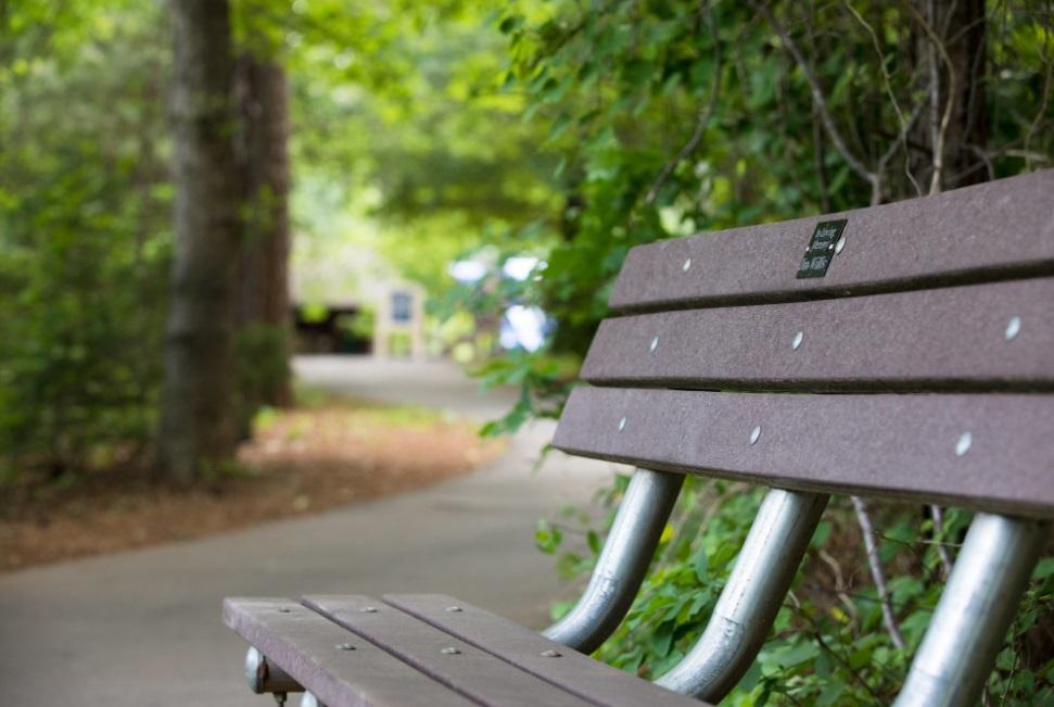 Empty park bench with trails and trees in the background