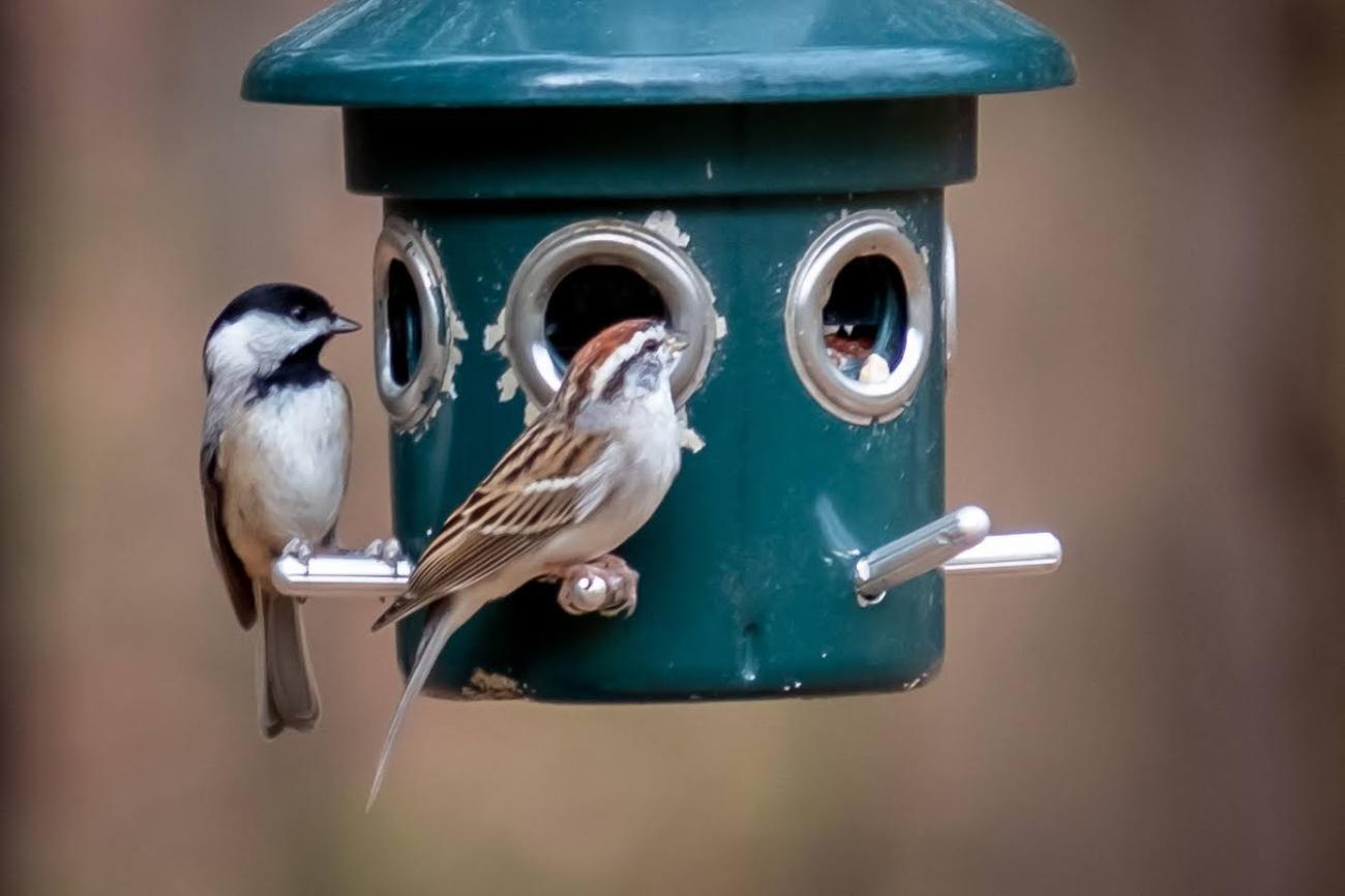 two birds perch on bird feeder