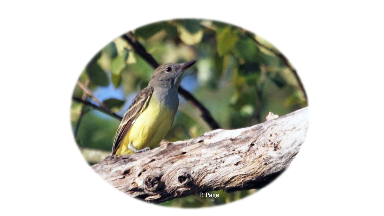 Grey and yellow bird perches with trees in background