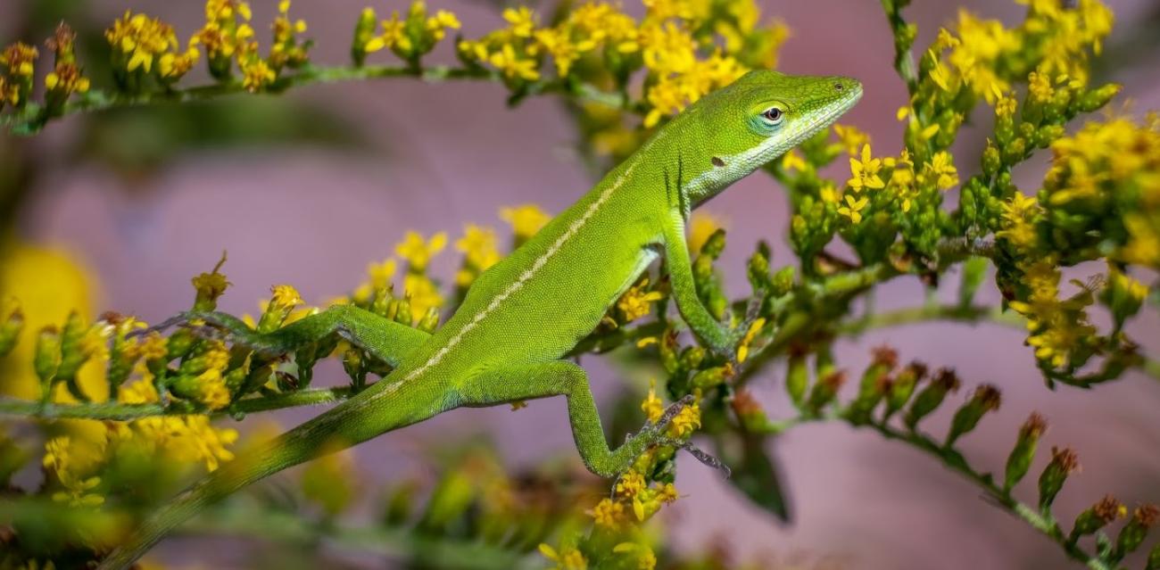 Green anole sits on top of yellow golden rod plant with purple background