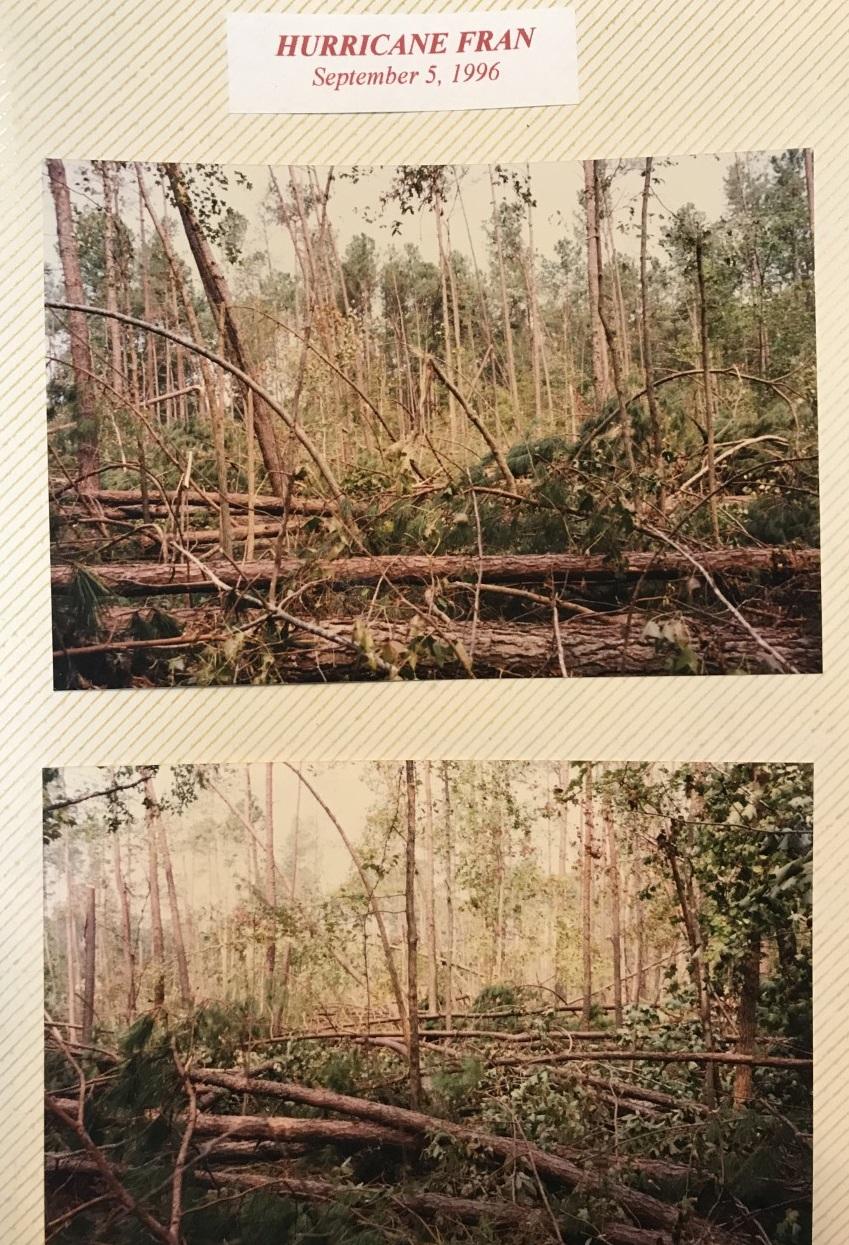 old pictures of uprooted tree damage from hurricane fran