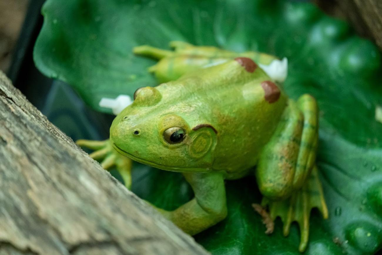 Green plastic bullfrog sitting on top of green plastic lily pad