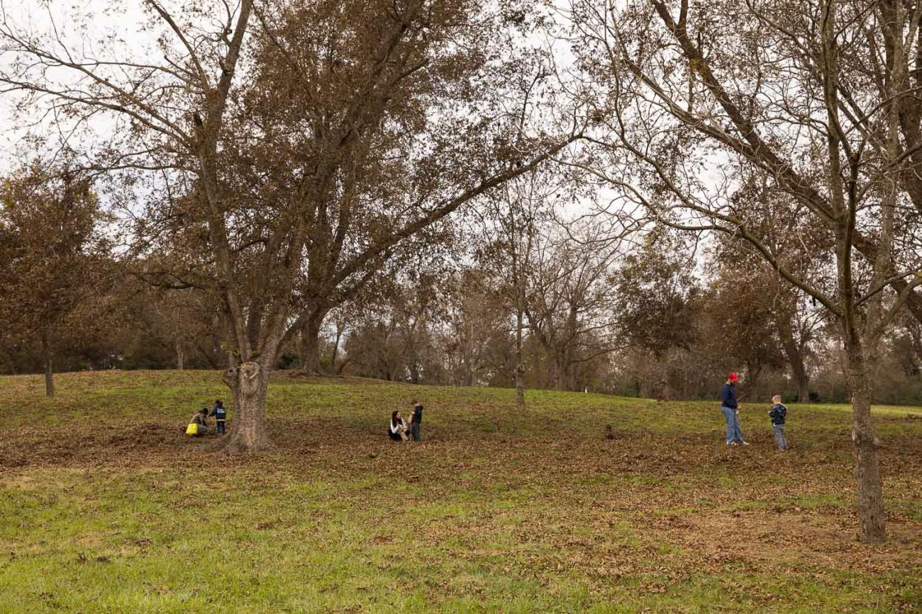 people picking pecans in the fall in Oak View's pecan grove