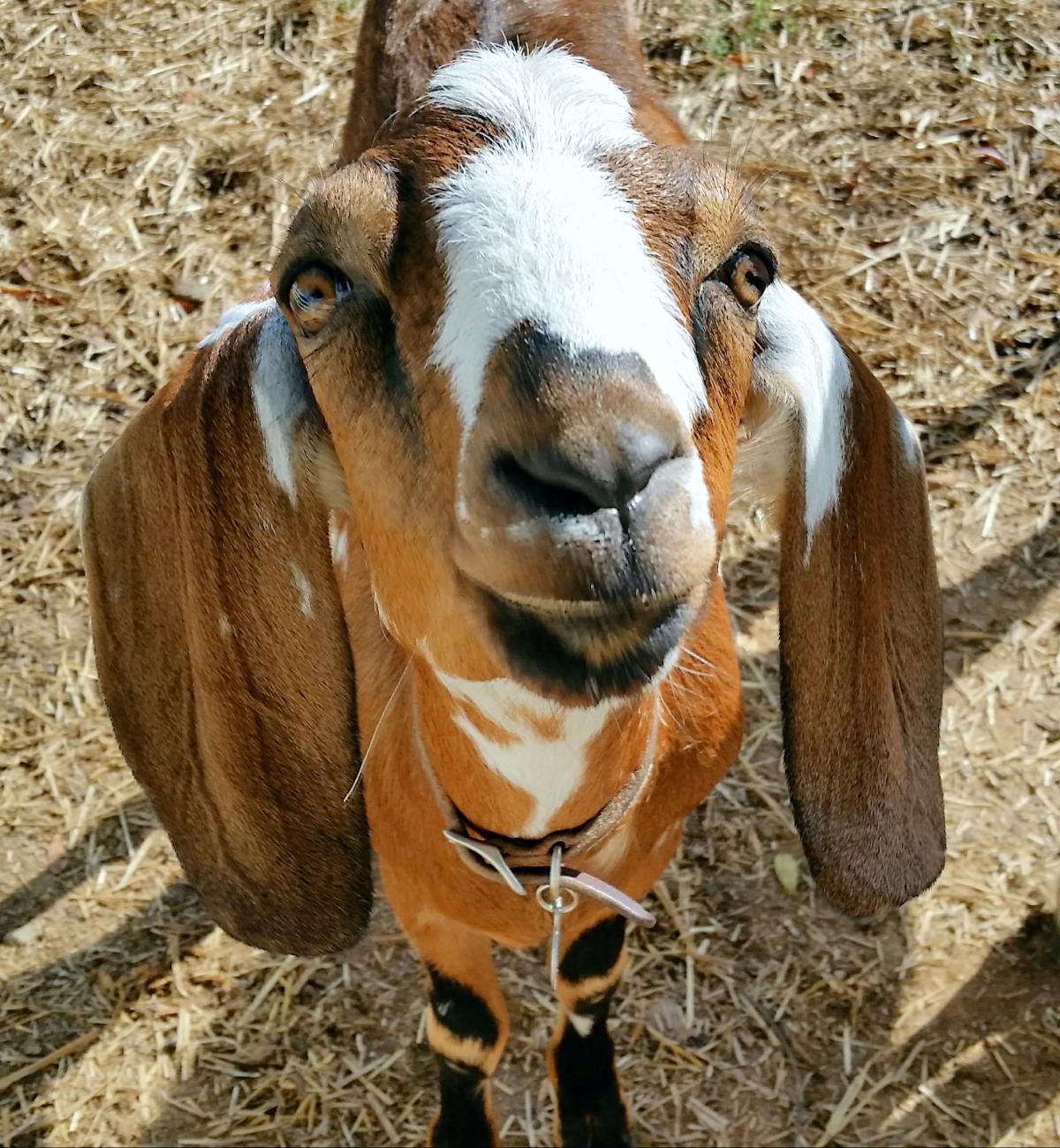 picture of Leroy, Oak View's small brown mini Nubian goat