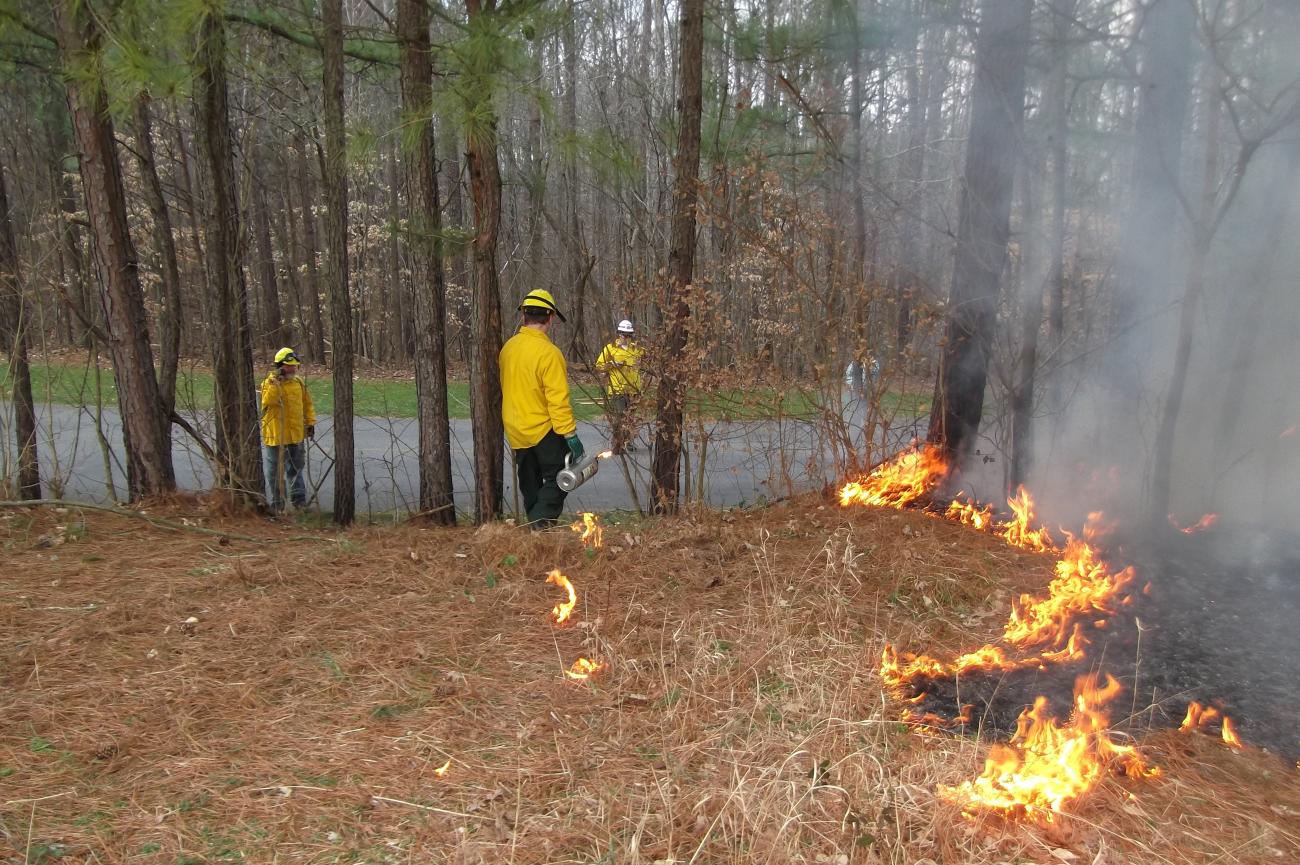 Park staff conducting a prescribed burn of meadow area.