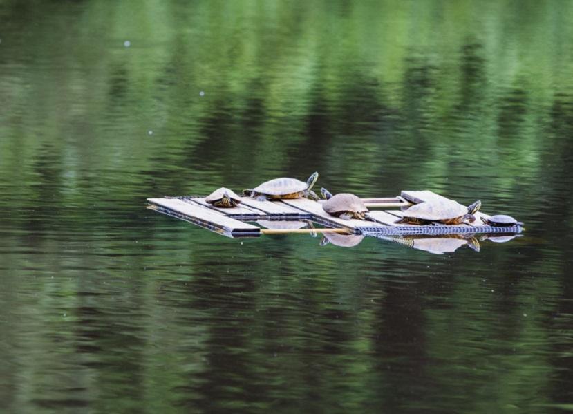 Group of aquatic turtles sit on wooden basking platform in middle of pond