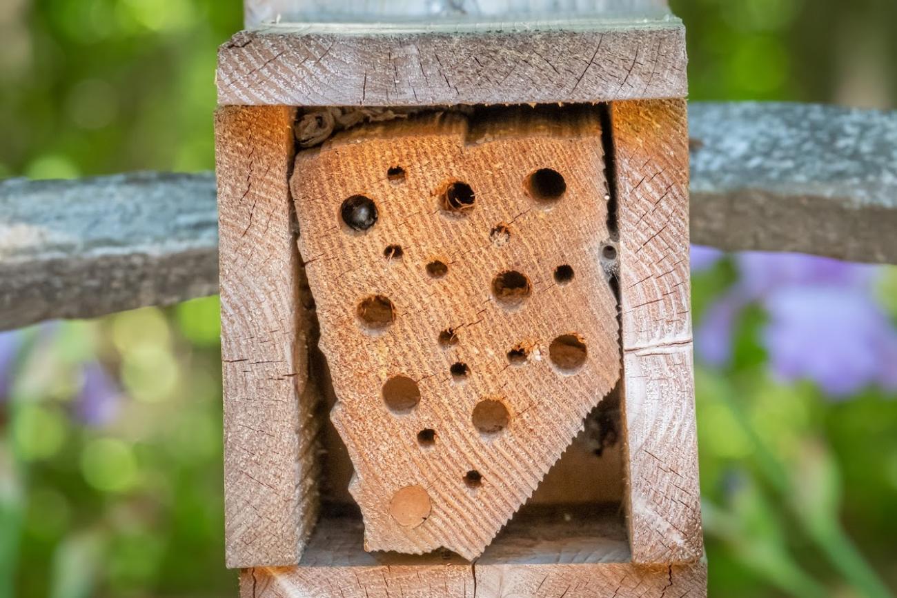 Picture of wooden bee box in park pollinator garden