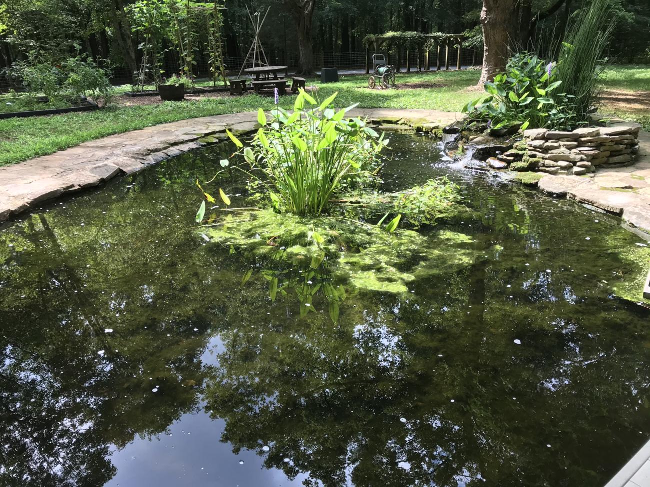 The man-made Study Pond in the Blue Jay Garden area