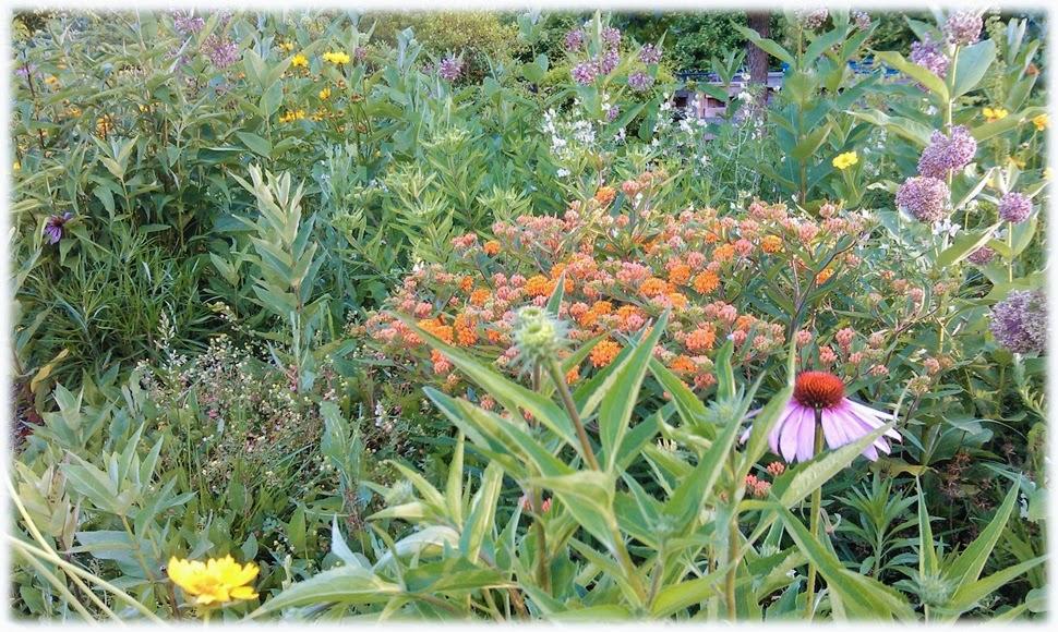 tall purple, orange, and yellow flowers are overgrown