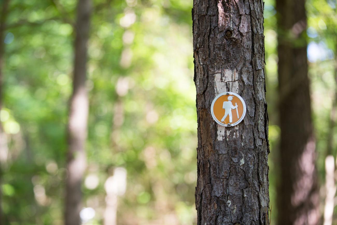 Photo of a tree with an orange blaze (marker) indicating the Peninsula Trail