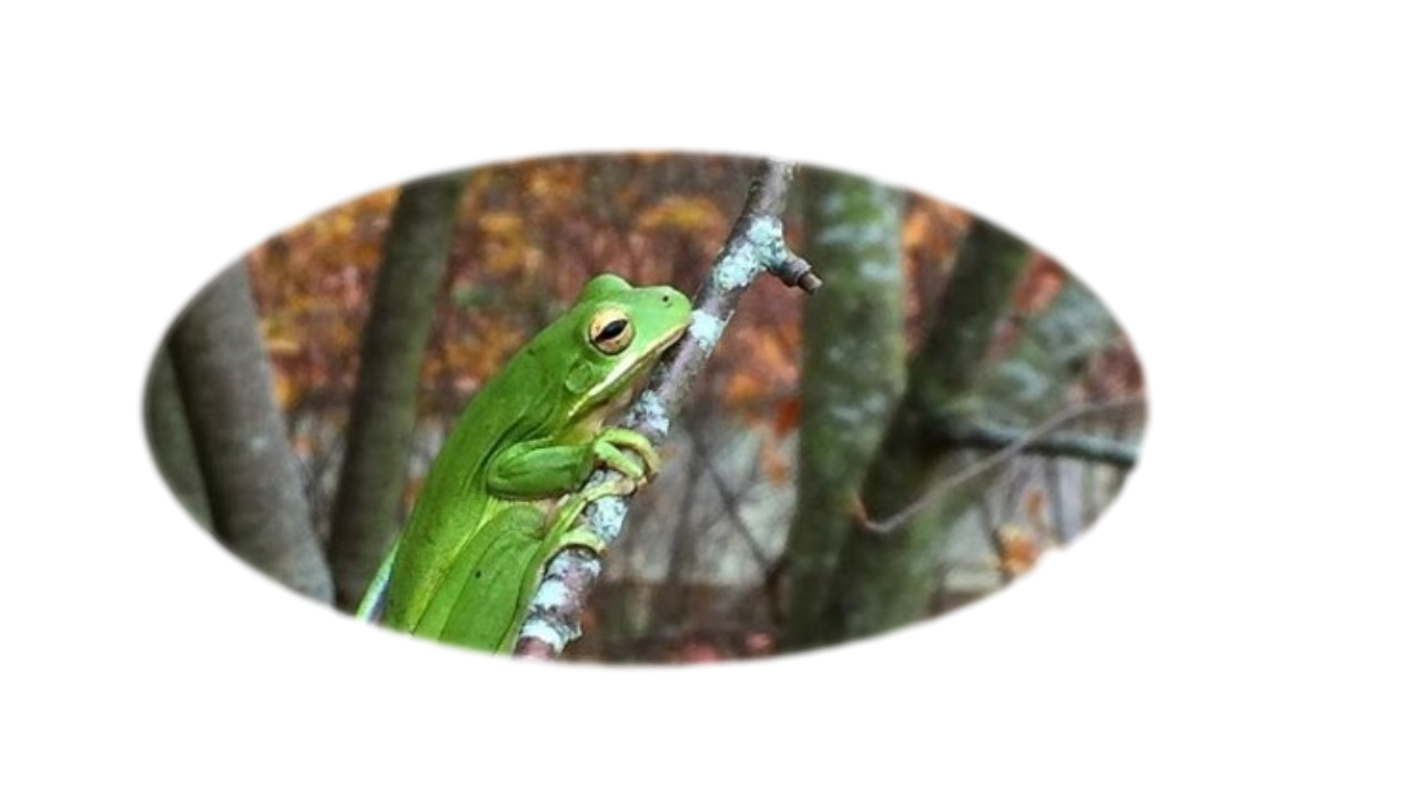 Green tree frog sits on reed near ponds edge