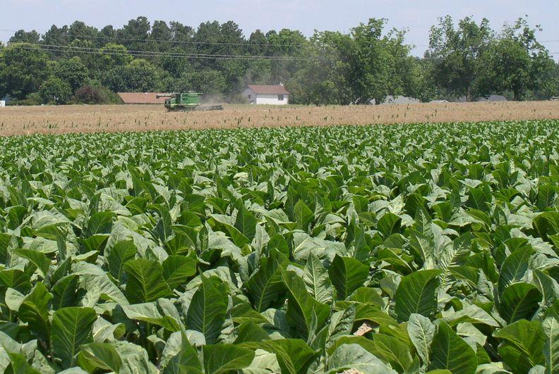 Tobacco Field