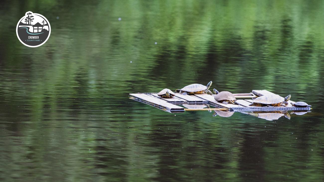 turtles on pond float