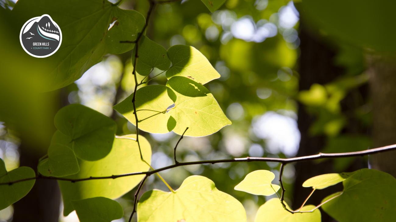 Sunlight filtered through green redbud leaves.