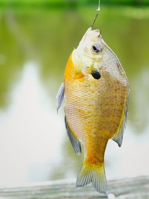 bluegill fish with hook in it's mouth with pond in background