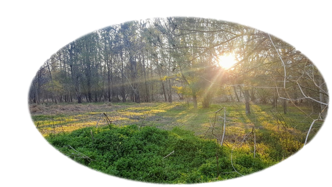 Park wetlands with trees surrounding and sun setting in background