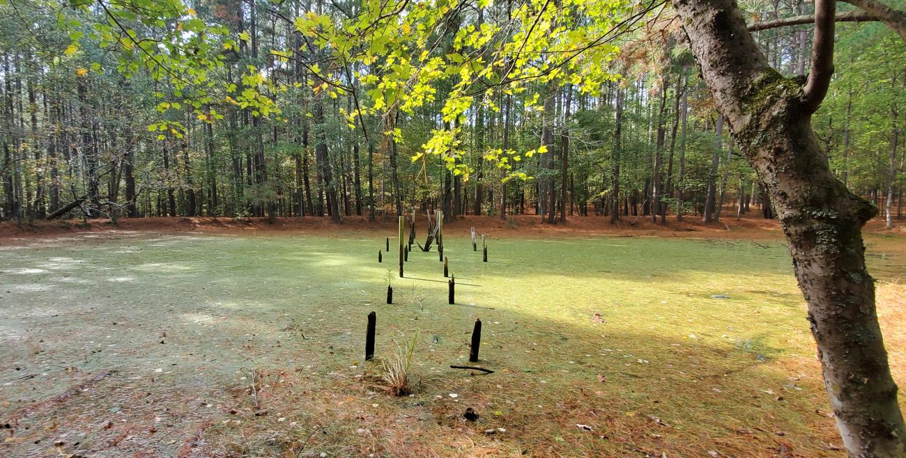 A photo of one of the many farm ponds found on park property