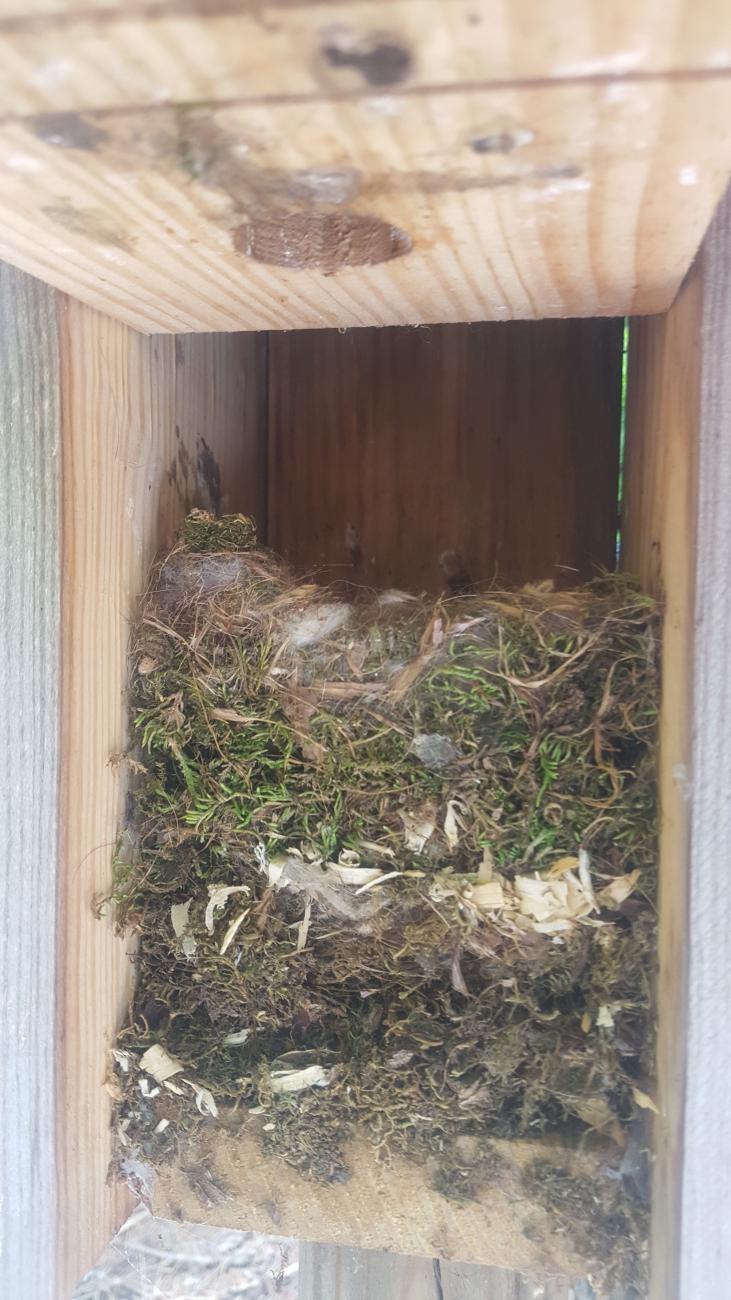 Photo of bird nests inside one of the park's nest boxes