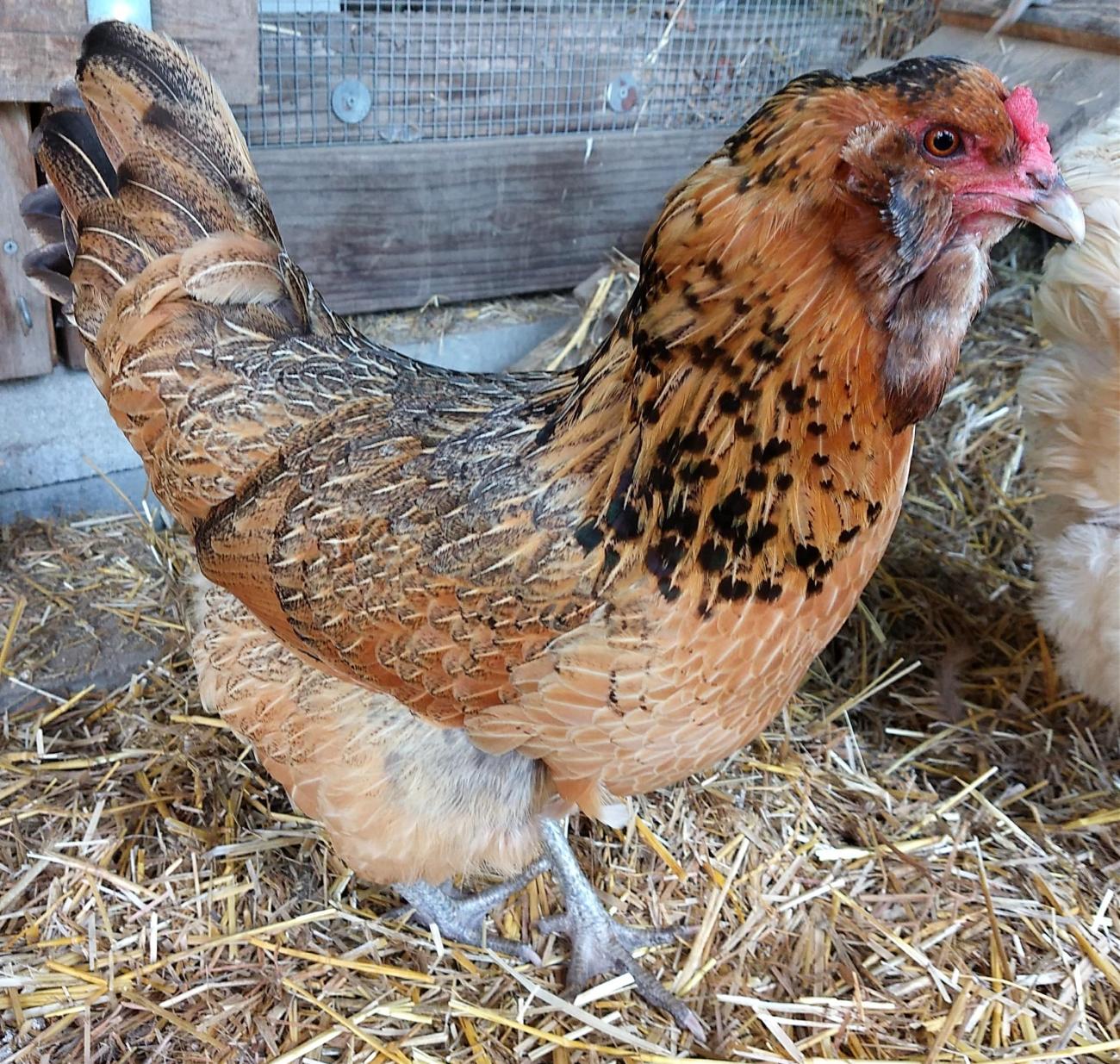 an americauna chicken