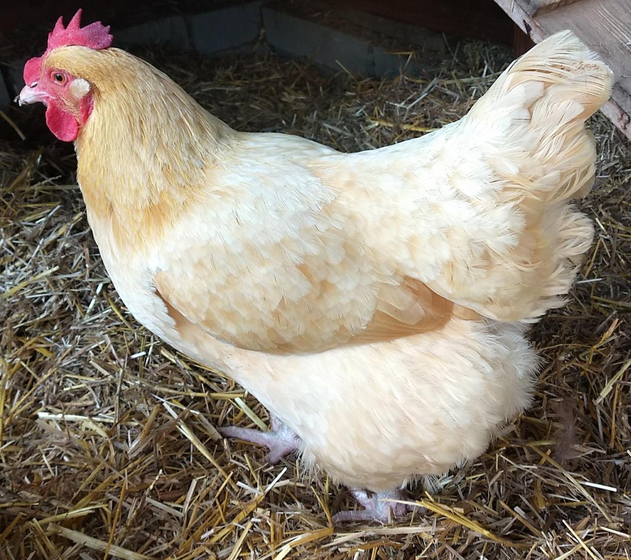 a buff orpington chicken