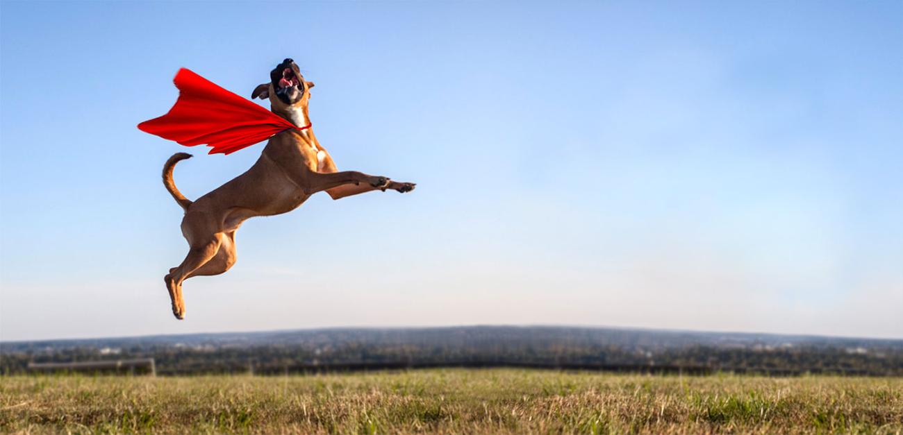 Dog wearing cape jumping in the air