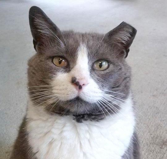 Gray community cat with tipped ear