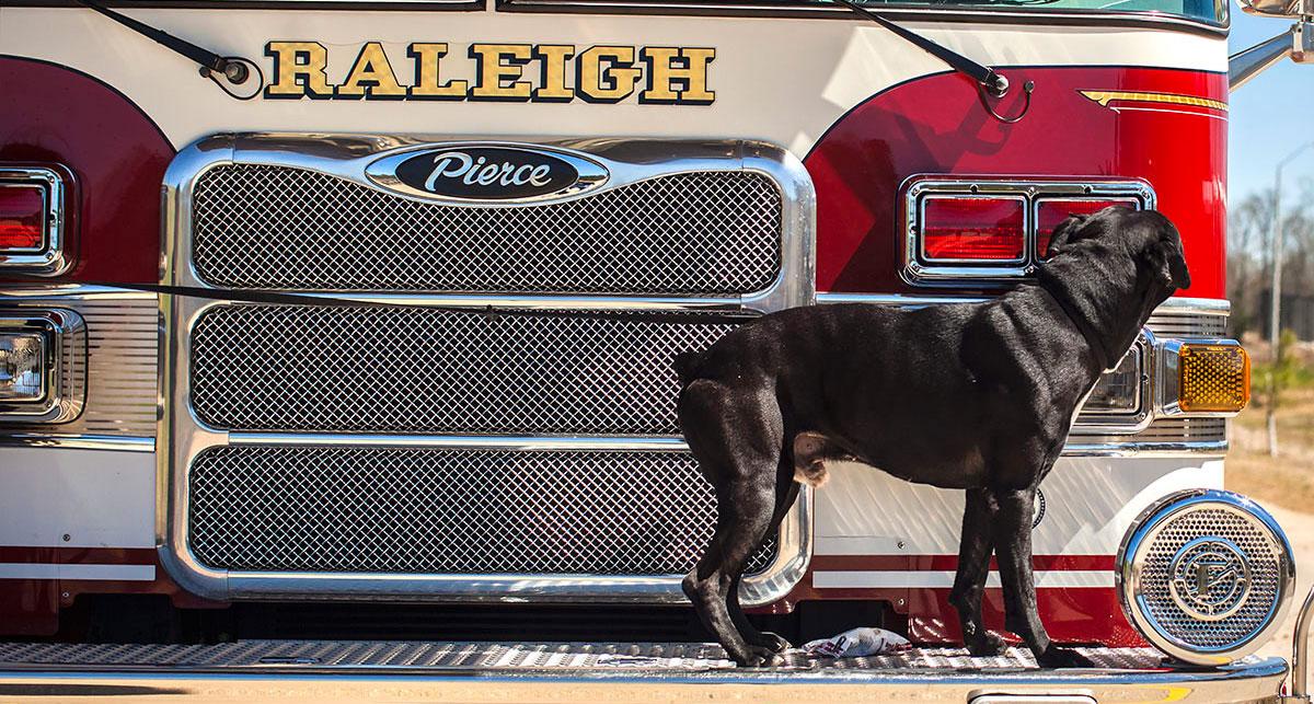 Dog standing on bumper of Raleigh firetruck