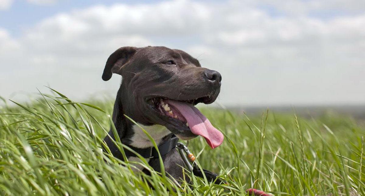 how long do you have to claim a lost dog in pa