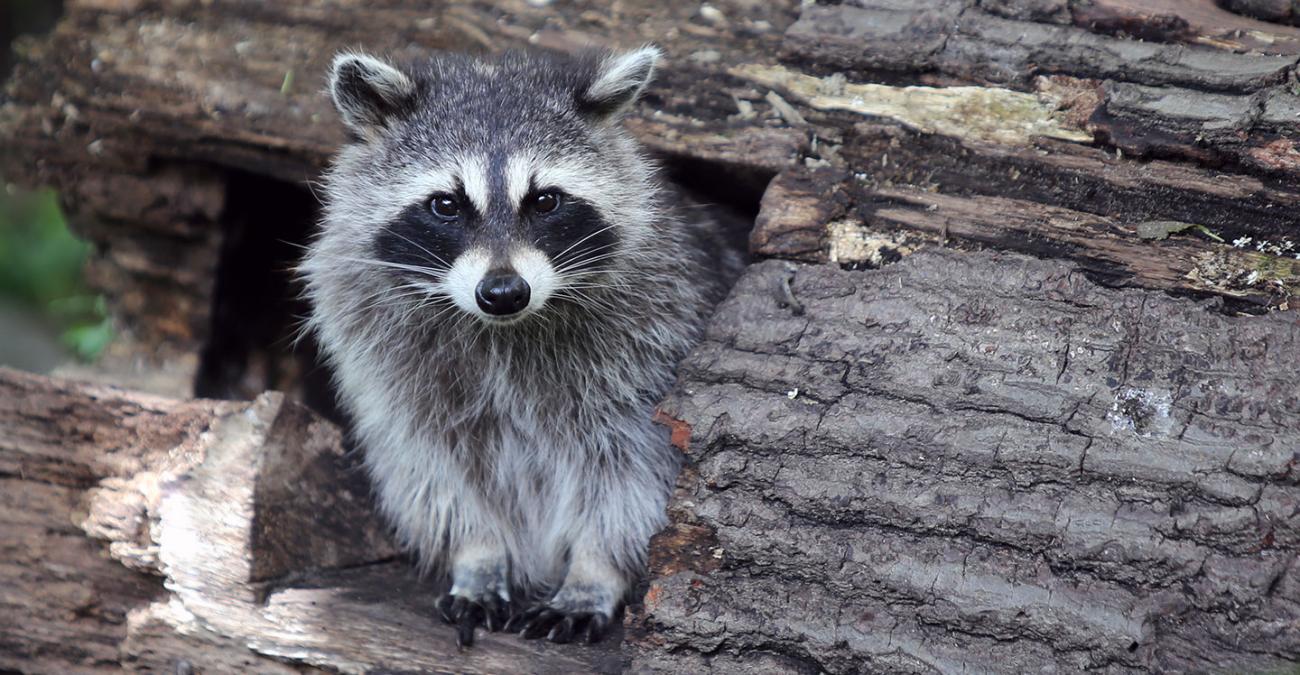 Raccoon