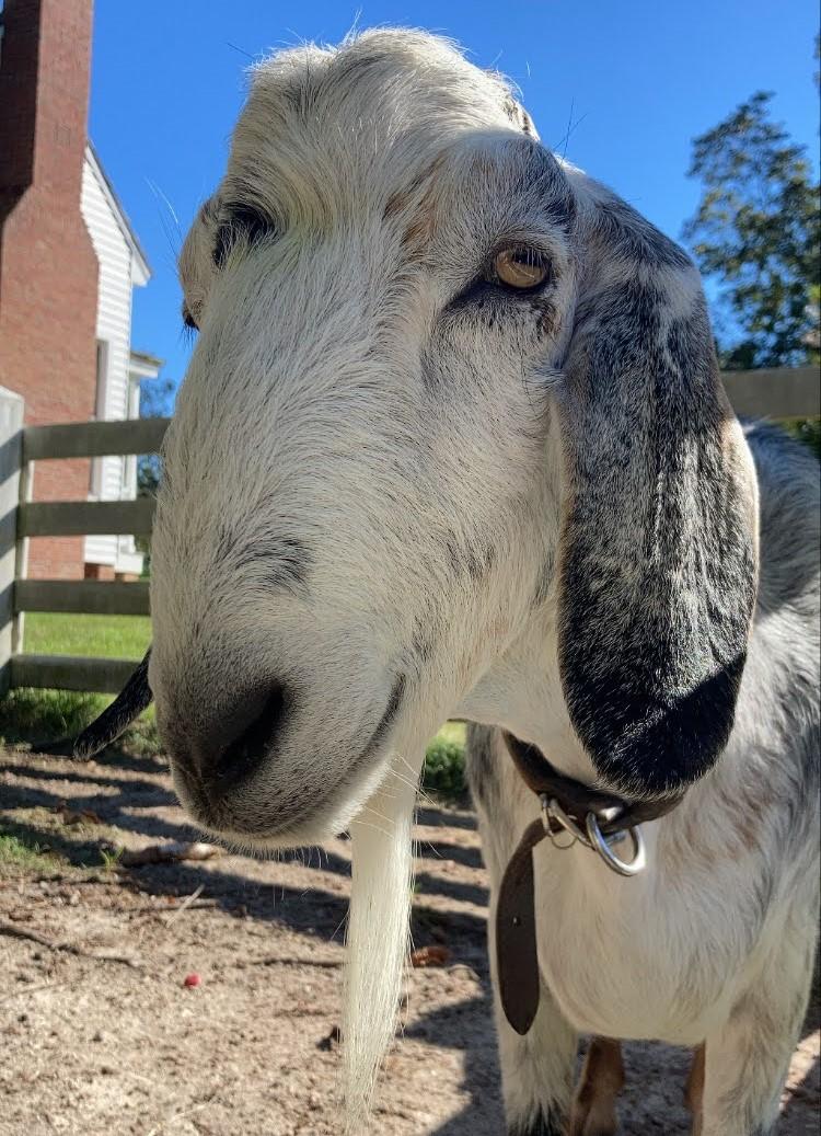 Oak View's mini Nubian goat named Felix