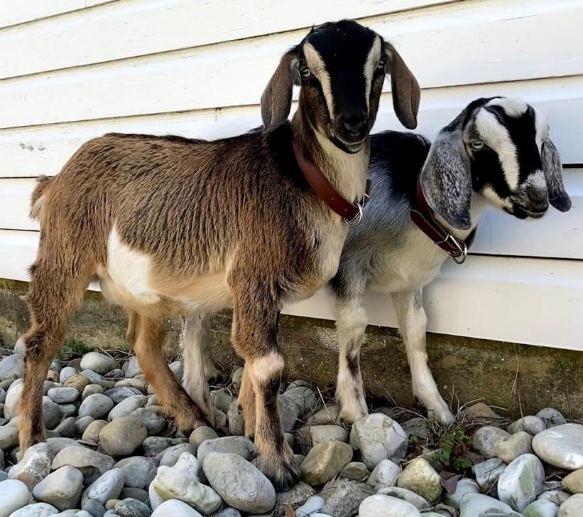 Oak View's mini Nubian goat named Henry