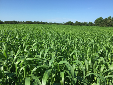 Picture of established millet cover crop