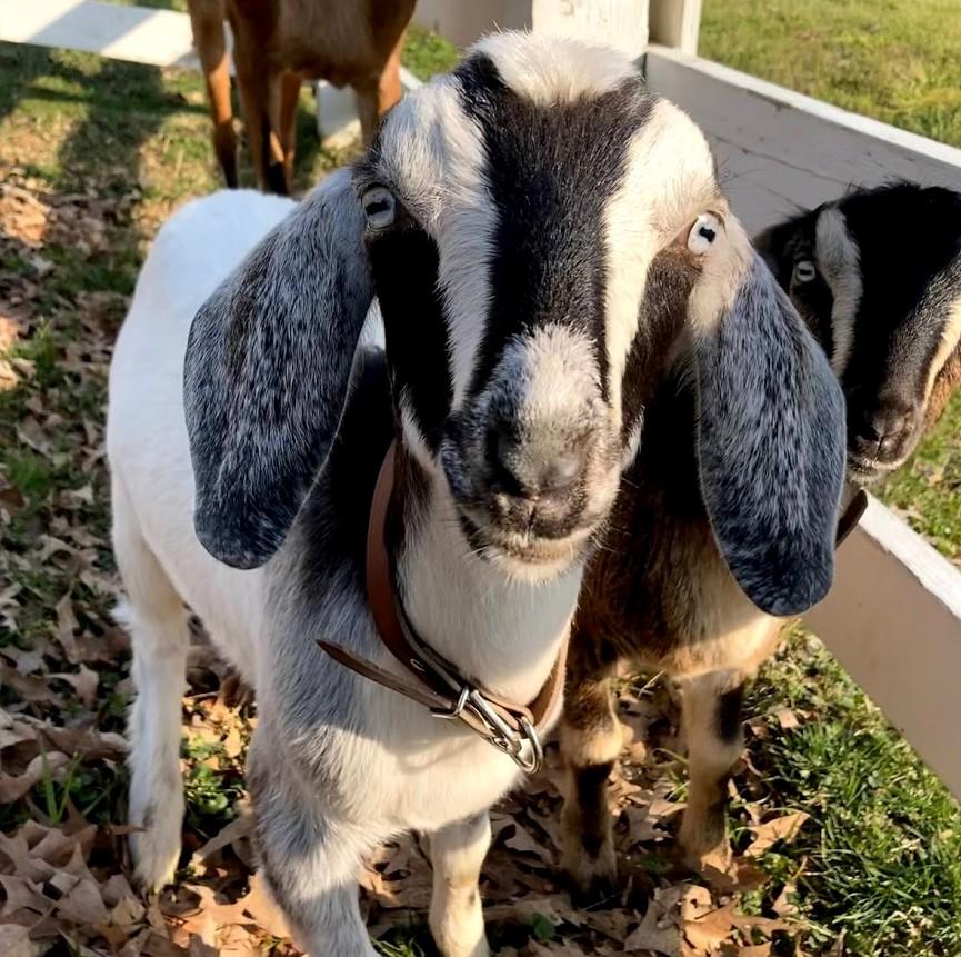 Oak View's mini Nubian goat named Oscar