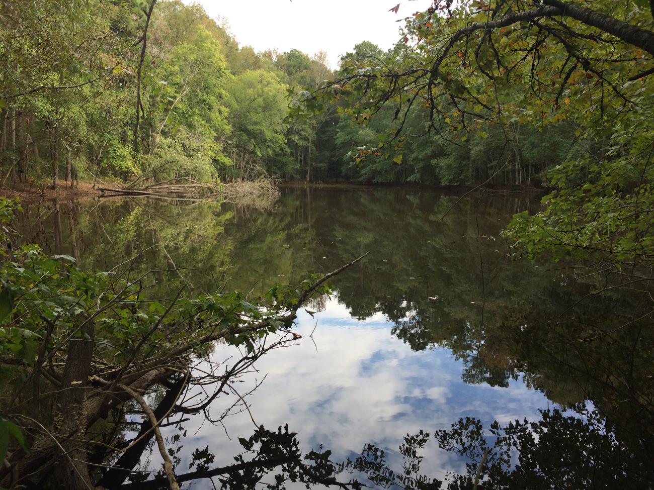 Photo showing a pond on preserve