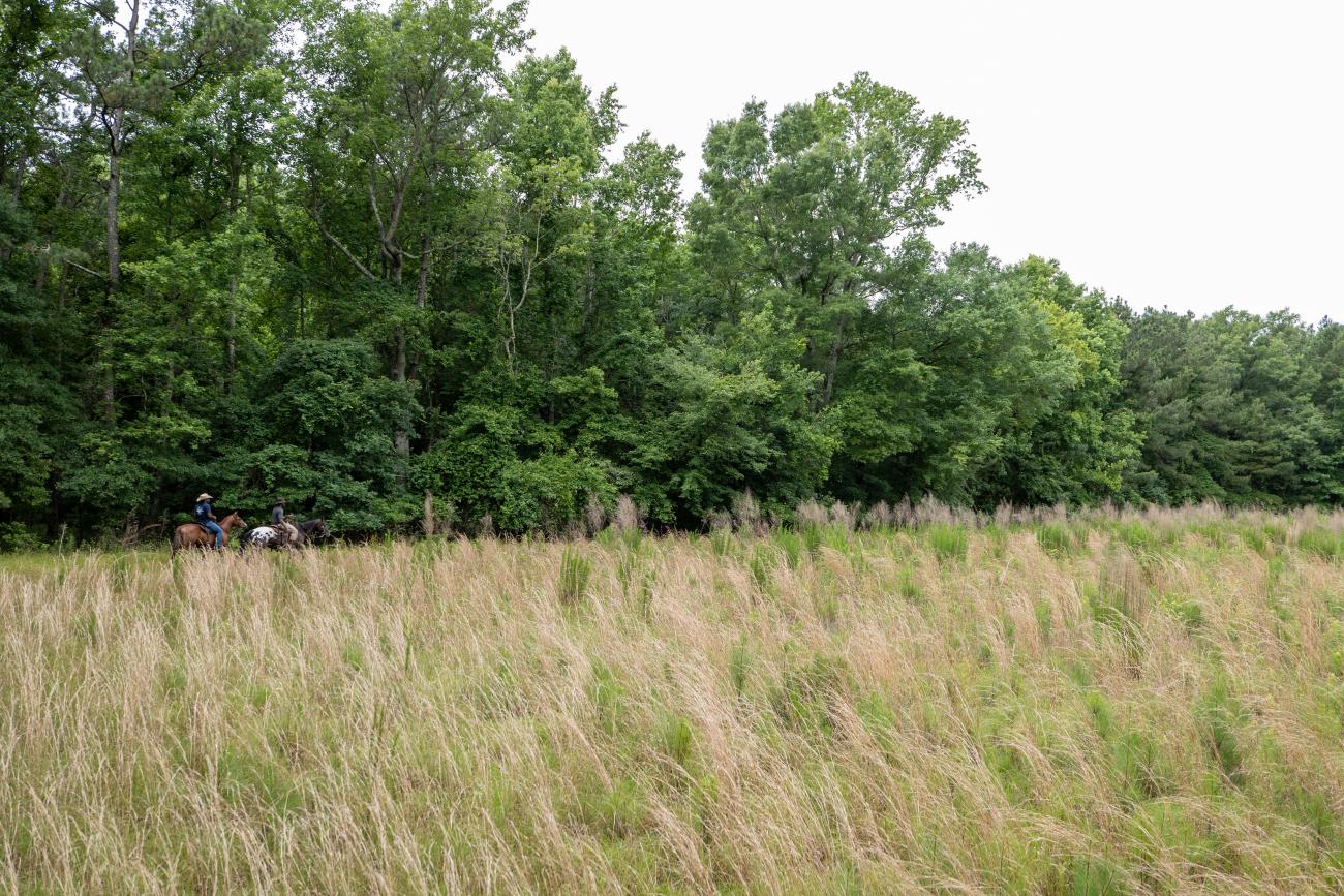 Photo overlooking horses on the trail