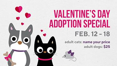 Valentine's Day 2022 pet spending: You won't believe what we'll shell out  for our dogs and cats