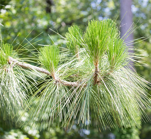 Harris Lake From Home banner featuring Longleaf Pine branches