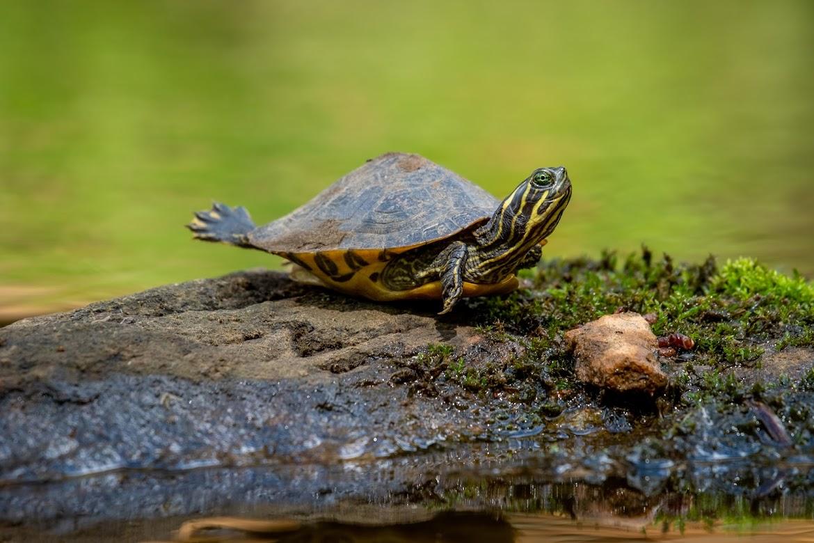 baby turtle basking on rock in pond