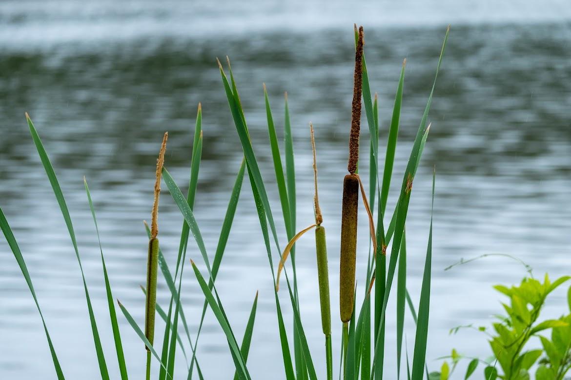 image of reeds and pond