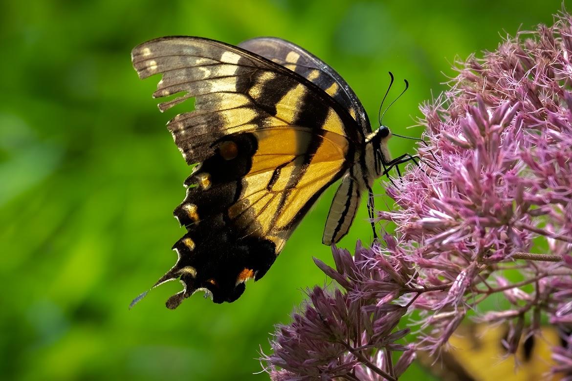 yellow and black striped butterfly perching