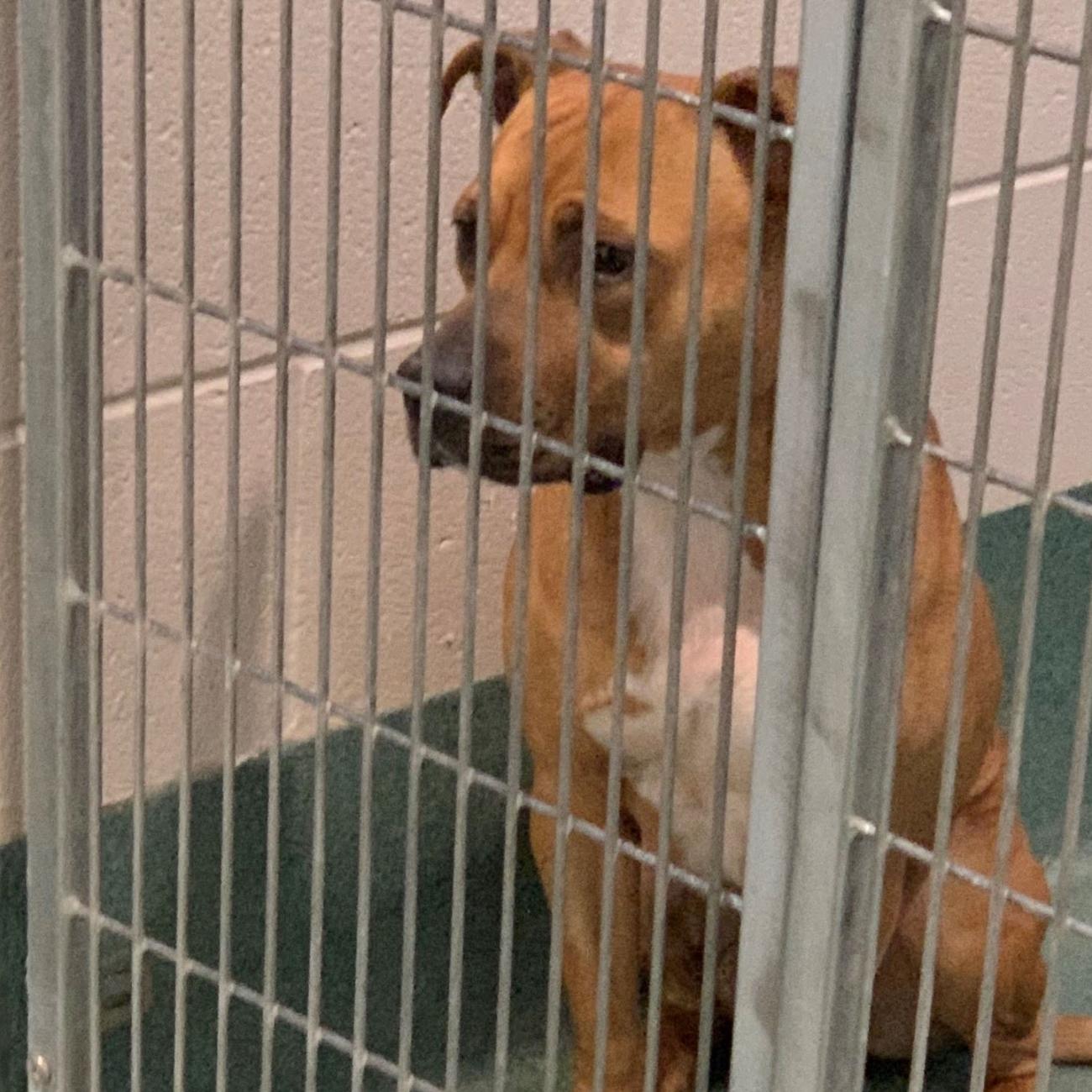 A dog sits in a cage waiting for adoption.